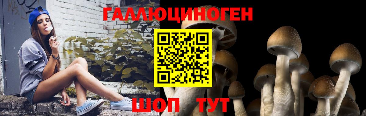 Псилоцибиновые грибы GOLDEN TEACHER  Галлюциногенные грибы Psilocybine cubensis  Вход с VPN  Тайшет 
